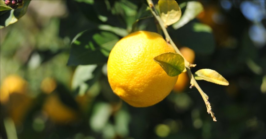 Limonda gümrük vergisi yeniden düzenlendi