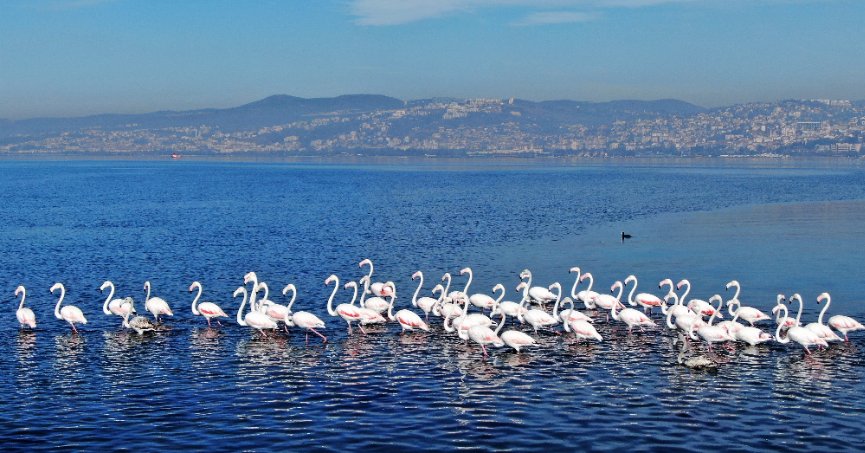 Körfez’de flamingo sayısı ikiye katlandı