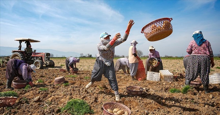 Patates deposu Ödemiş’te hasat ve ekim bir arada