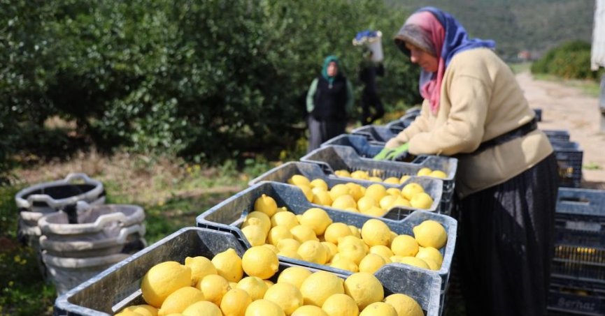 Limonda üretici fiyatları yıllık yüzde 410 yükseldi