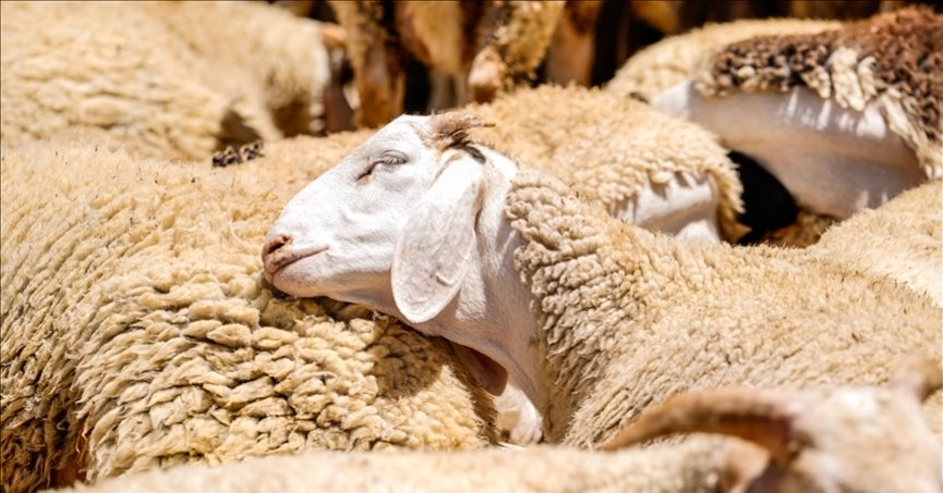 Küçükbaş hayvancılığa destek başvurusu başlıyor
