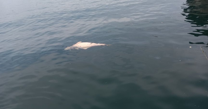 Ölü yunus kıyıya doğru sürüklendi