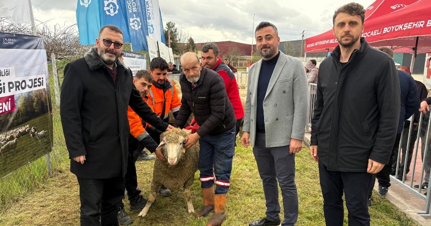 Hayvancılığa damızlık koç desteği