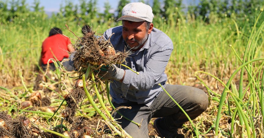 Turfanda soğanda fiyat beklentisi 15 lira