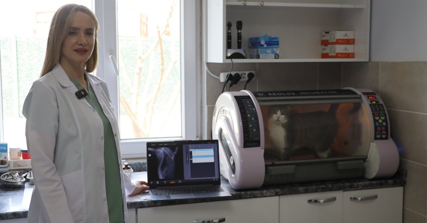 Sokak kedisi ‘Kral’ zorlu ameliyatı atlattı