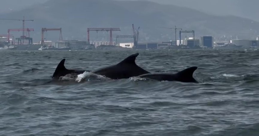 Dip çamuru temizliği yunusları geri getirdi