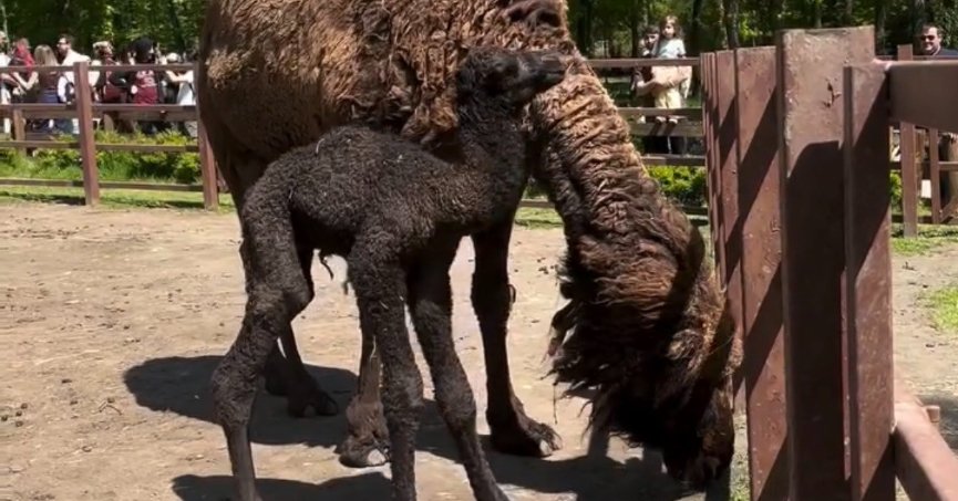 Ormanya’da doğan yavru deve için renkli kutlama