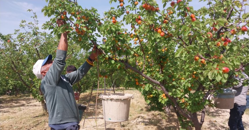 Mersin’de kayısı hasadı başladı