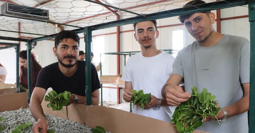 İpekböceği üretimini  yerinde incelediler   