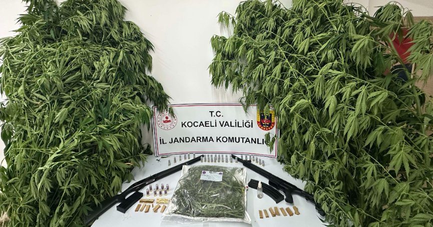 119 kök kenevir ele geçirildi