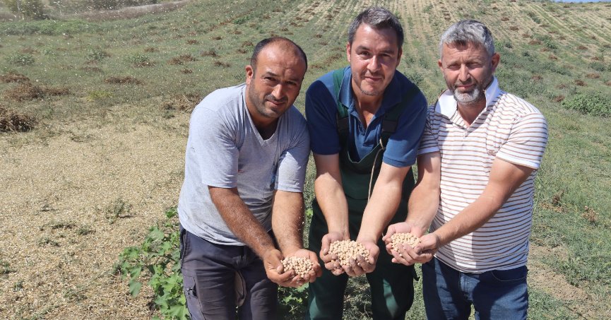 800 kiloluk nohut hasadı yapıldı