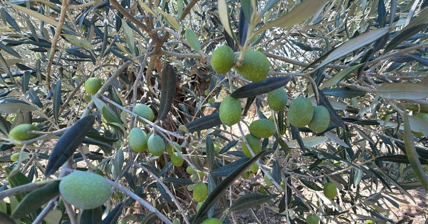Zeytin hasadı 20 gün erken başlayabilir