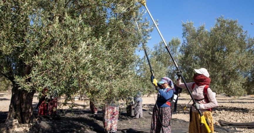Güney Marmara’da zeytin hasadı başladı