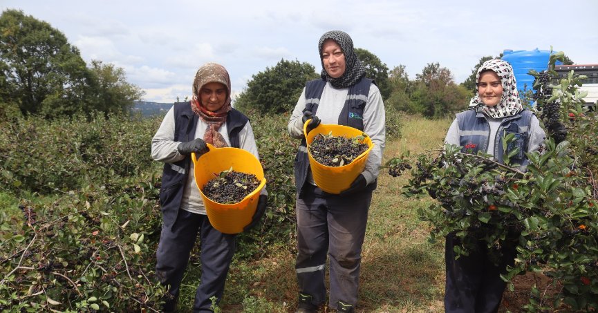 Aronyada 5’inci  hasat heyecanı   