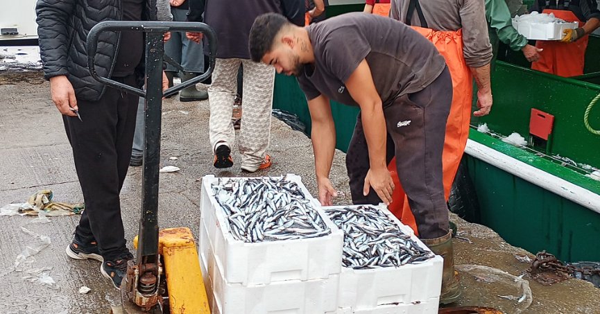 Balıkçıların ağları  hamsiyle doldu