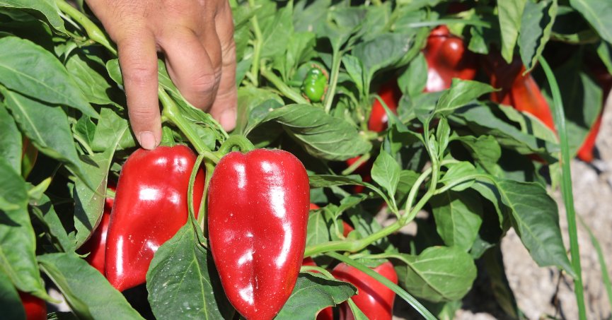 Kapya biber tarlada 20 TL’den alıcı buluyor