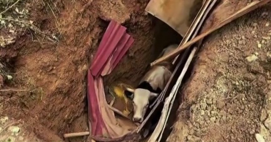 Çukura düşen boğa operasyonla kurtarıldı