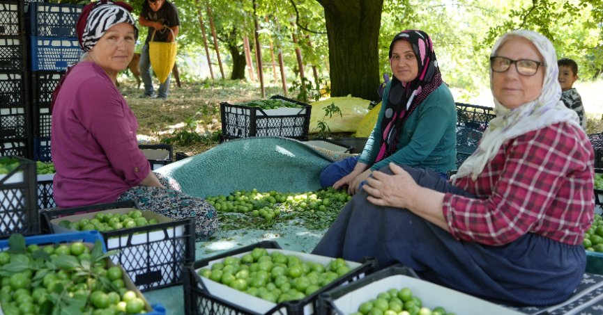 Eşme eriğinde  yüksek rekolte   