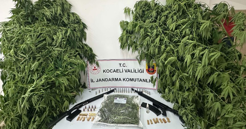 119 kök kenevir ele geçirildi