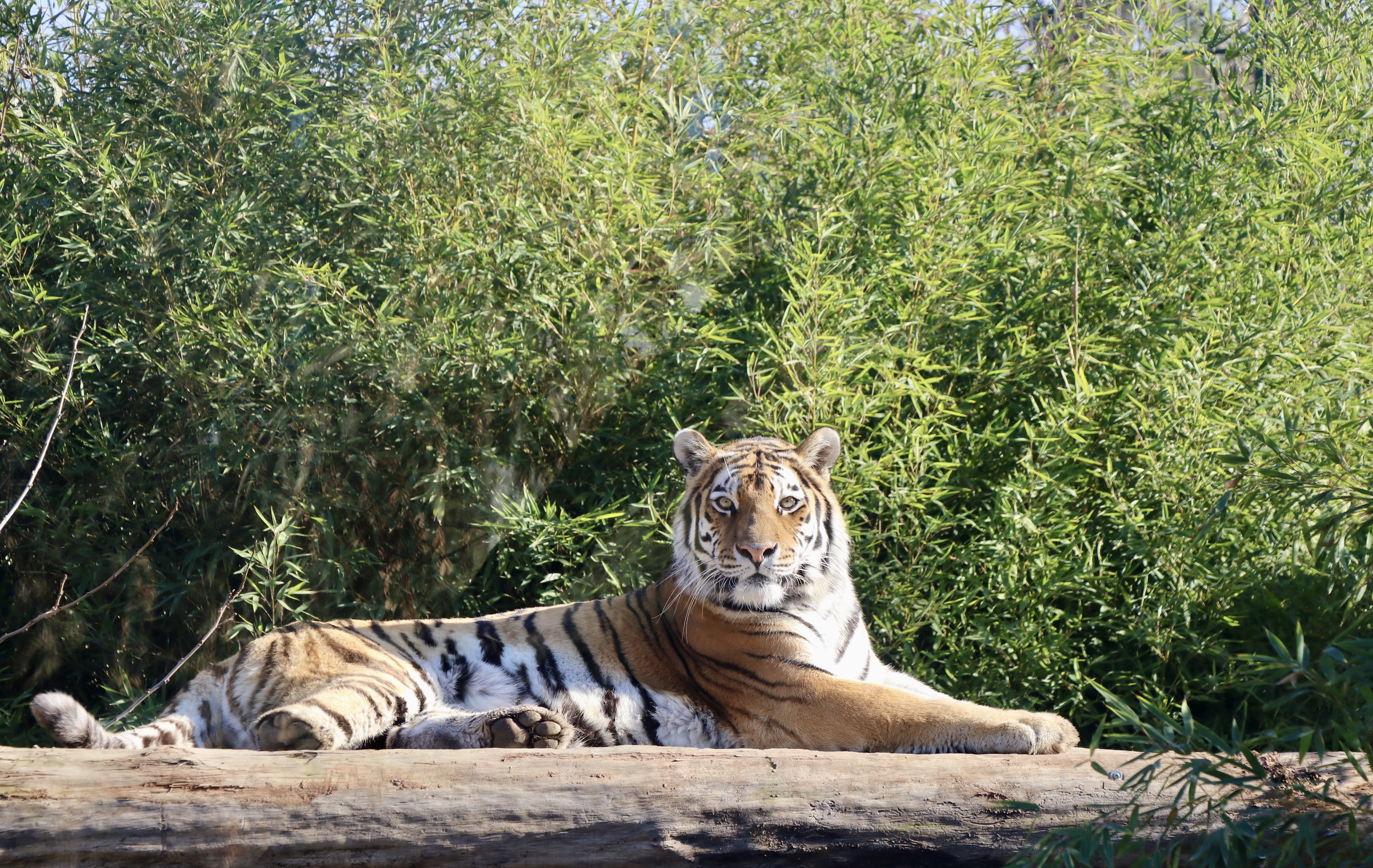 Hayvanat bahçesinde 23 türde 93 yavru doğdu