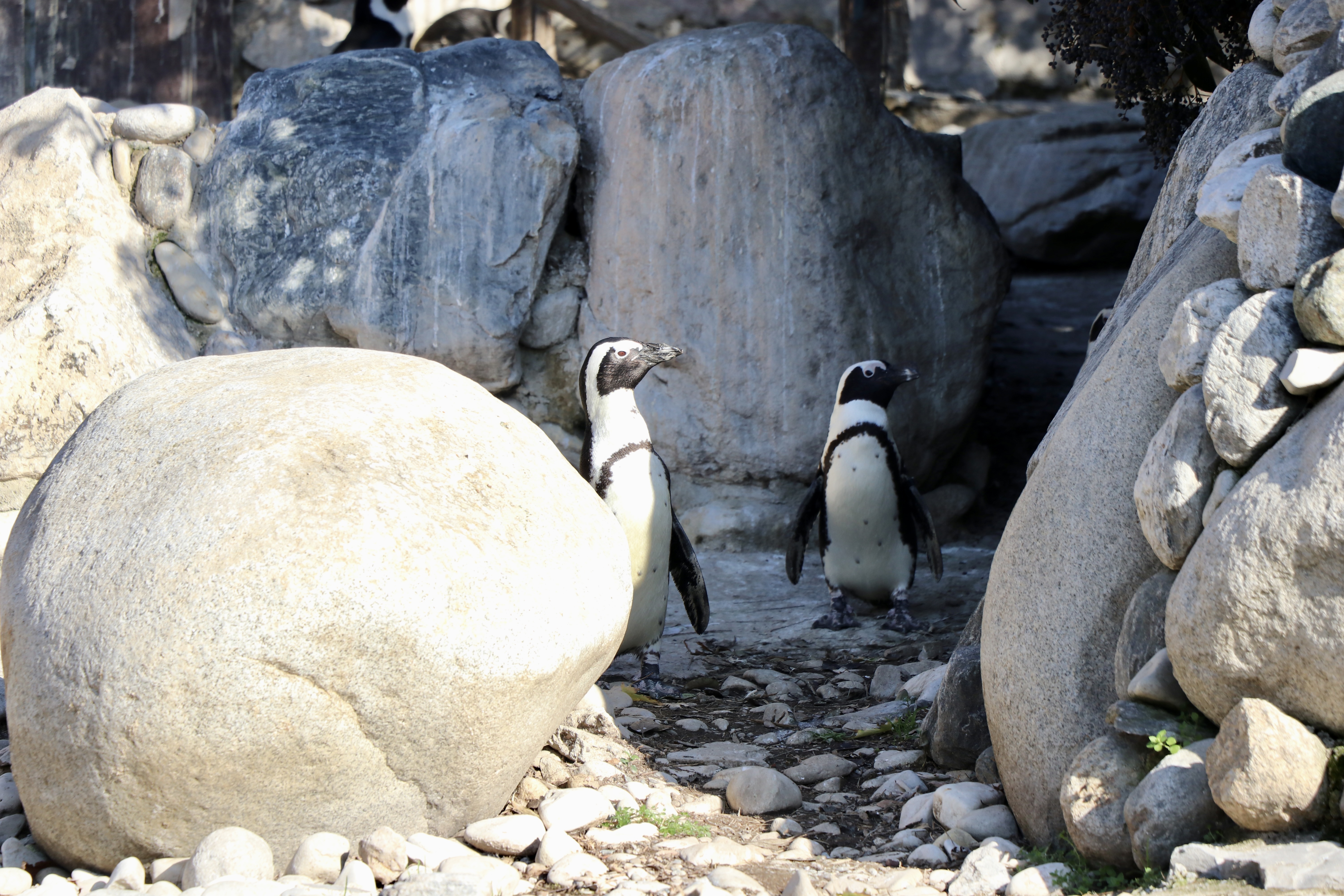 Hayvanat bahçesinde 23 türde 93 yavru doğdu
