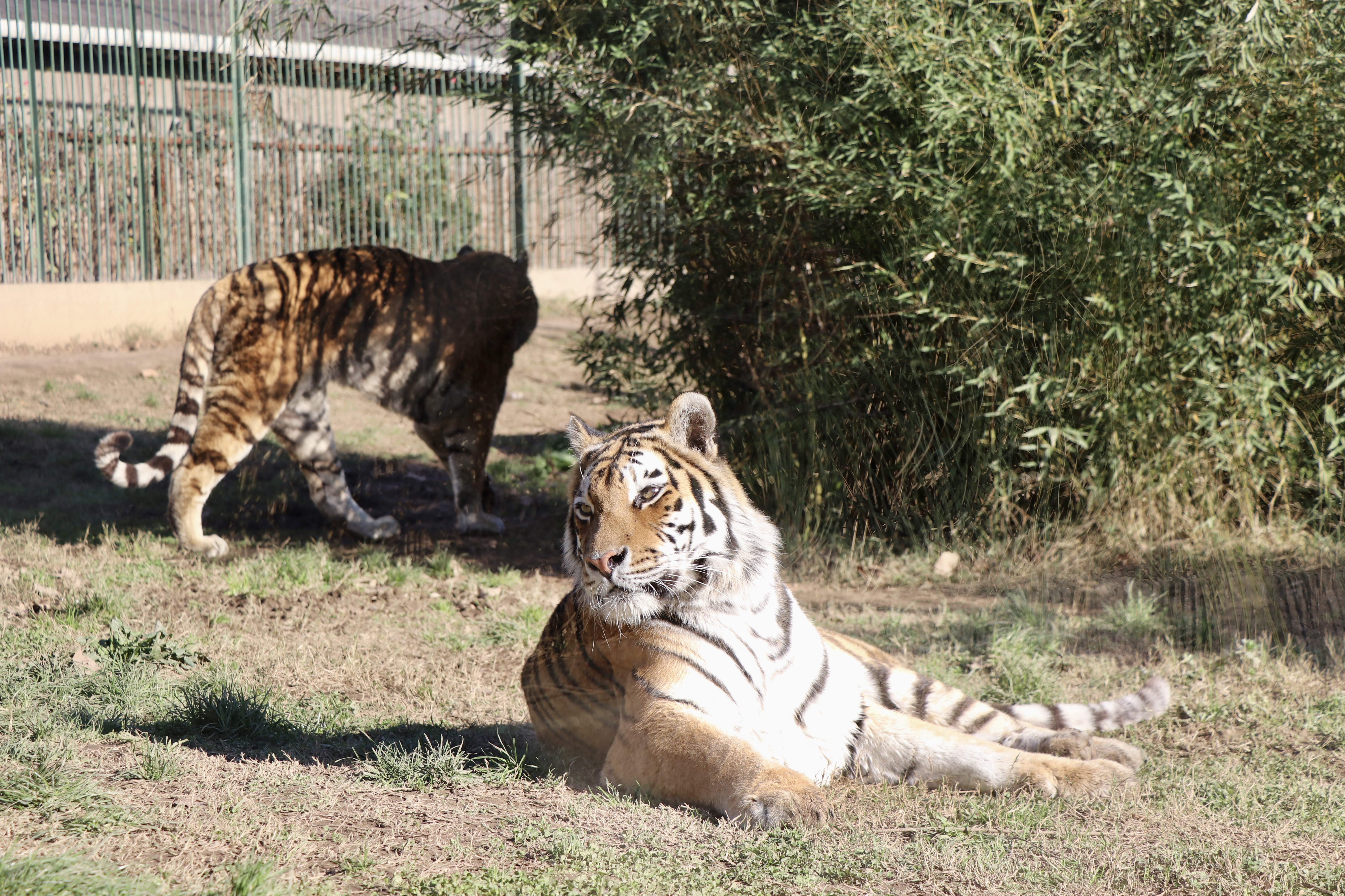 Hayvanat bahçesinde 23 türde 93 yavru doğdu