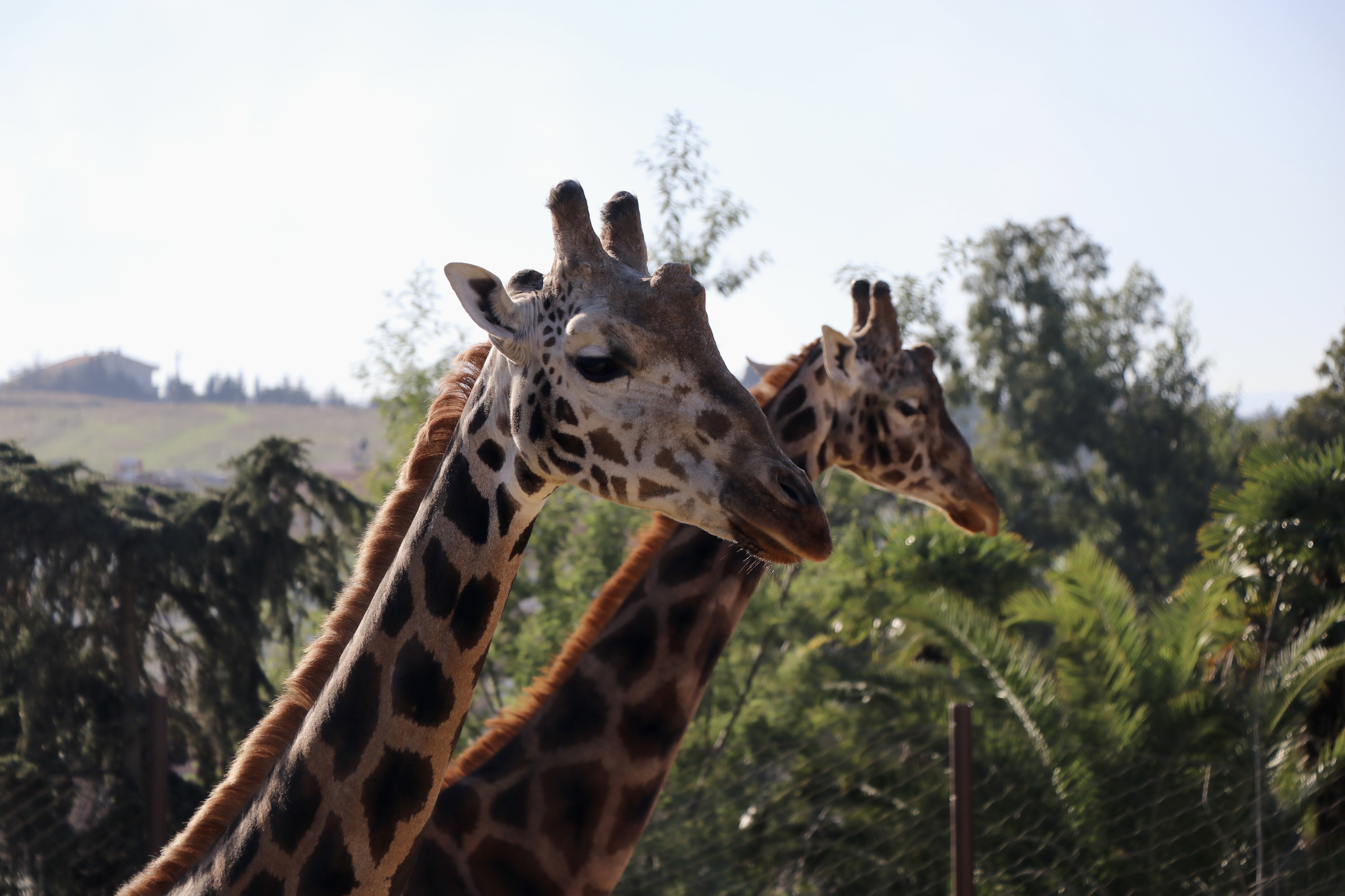 Hayvanat bahçesinde 23 türde 93 yavru doğdu