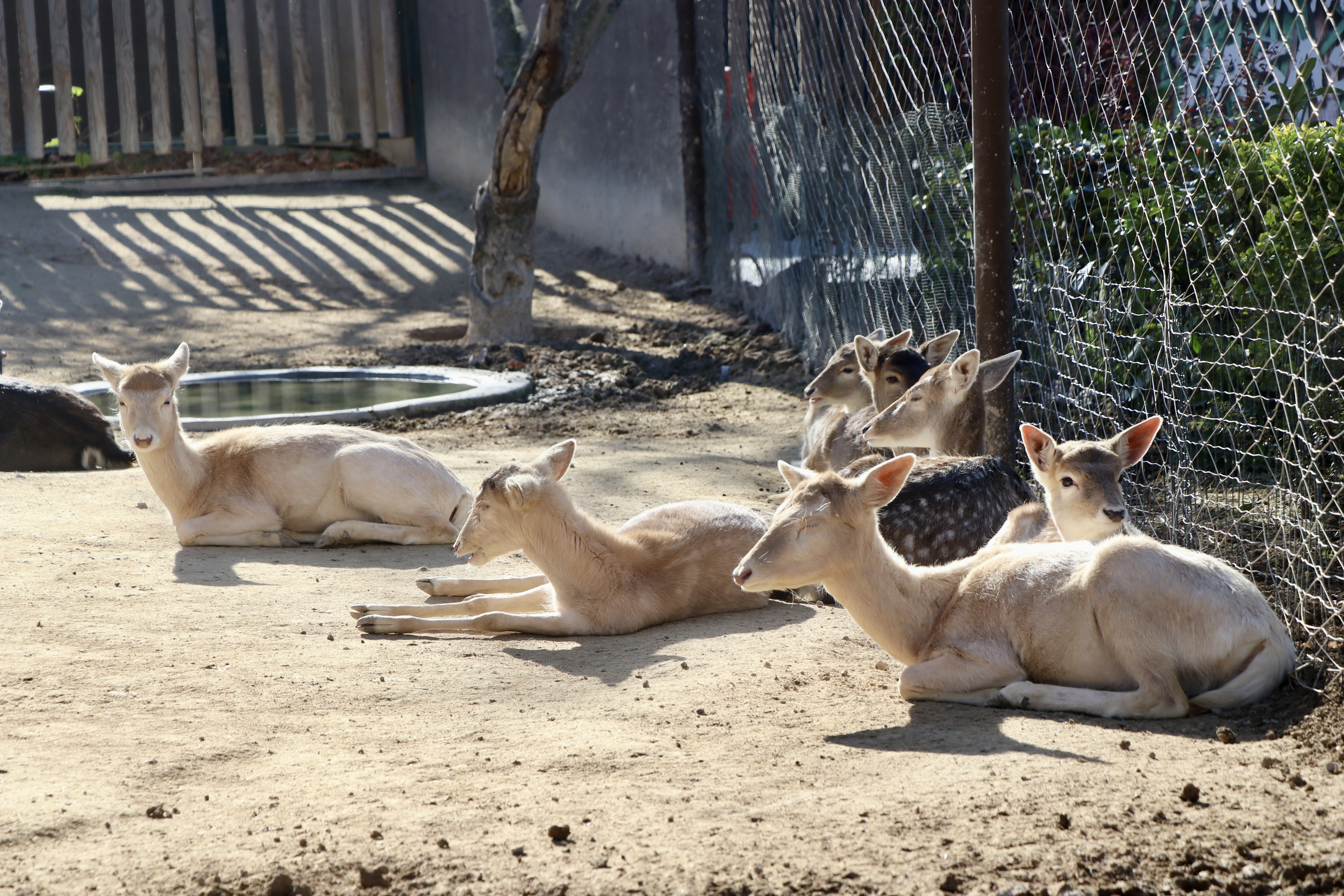Hayvanat bahçesinde 23 türde 93 yavru doğdu