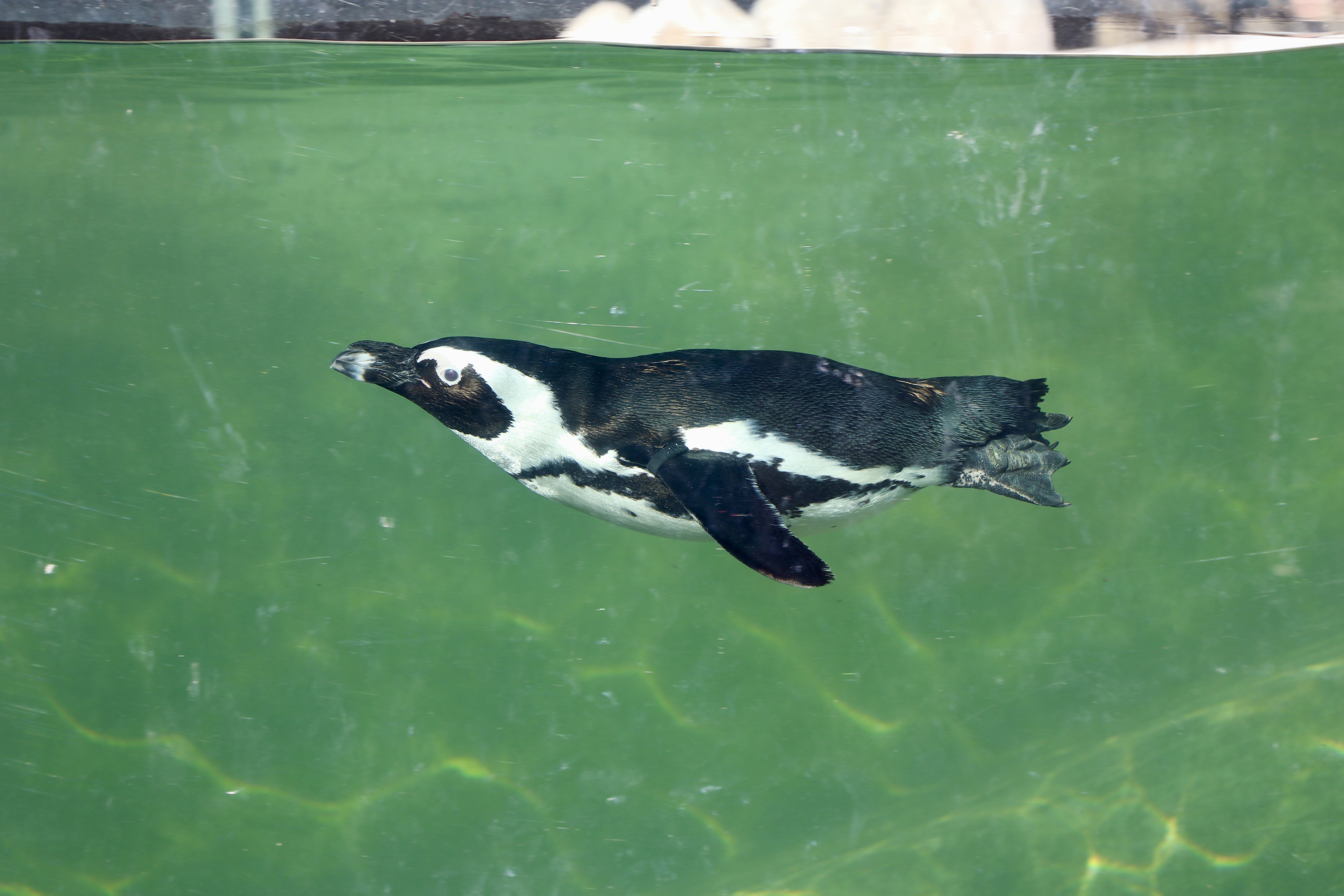 Hayvanat bahçesinde 23 türde 93 yavru doğdu